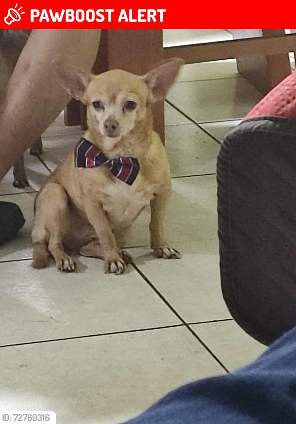 Lost Female Dog last seen Av Privada Pirita Sur 118, Tuxtla Gutiérrez, Chis. 29049