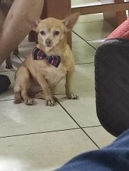 Lost Female Dog last seen Av Privada Pirita Sur 118, Tuxtla Gutiérrez, Chis. 29049