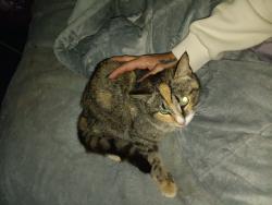 Found/Stray Female Cat last seen Hog pen branch rd and ferry road , Mooresboro, NC 28114