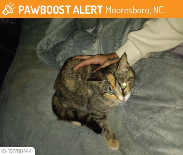 Found/Stray Female Cat last seen Hog pen branch rd and ferry road , Mooresboro, NC 28114