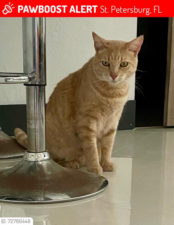 Lost Male Cat last seen 43rd Terrace SE, St. Petersburg, FL 33705