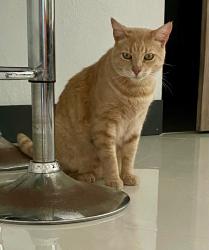 Lost Male Cat last seen 43rd Terrace SE, St. Petersburg, FL 33705