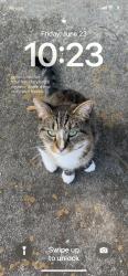 Lost Female Cat last seen Radio rd, Charleston, SC 29407