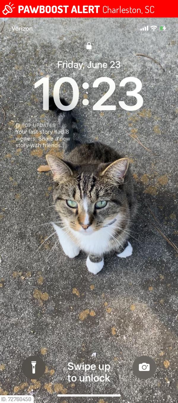 Lost Female Cat last seen Radio rd, Charleston, SC 29407