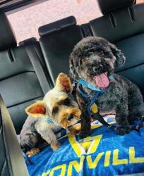 Lost Male Dog last seen Near Bull Rd, Washingtonville, NY 10992