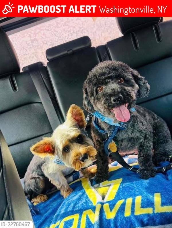 Lost Male Dog last seen Near Bull Rd, Washingtonville, NY 10992