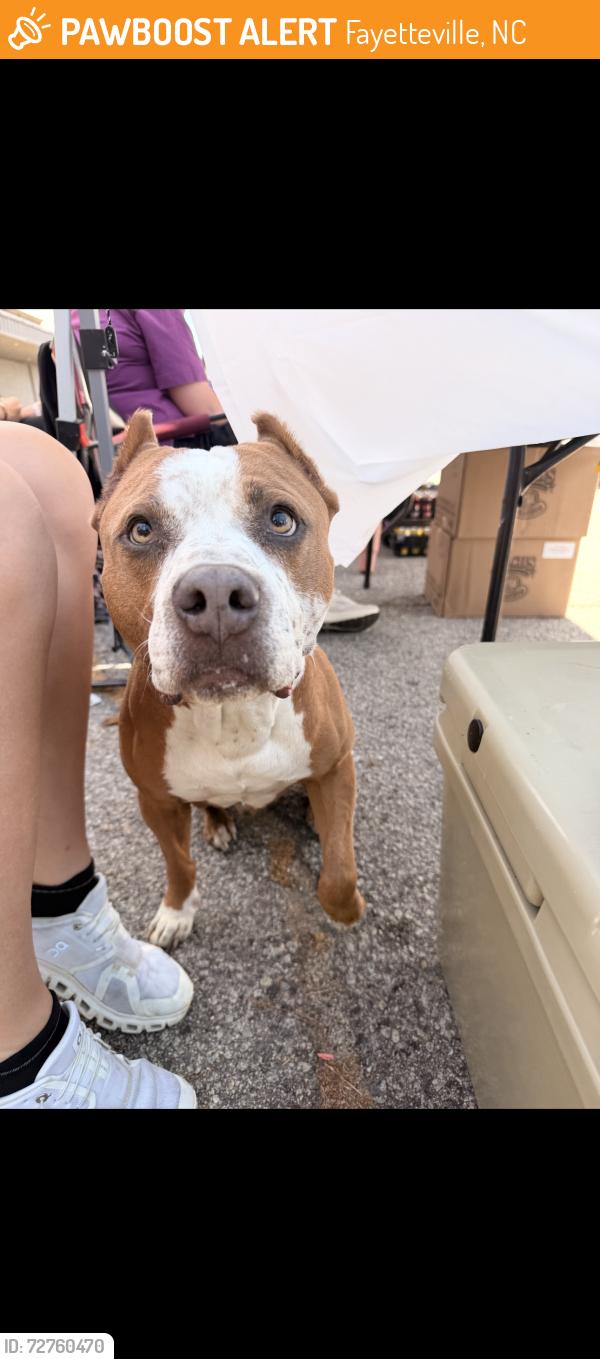 Found/Stray Male Dog last seen North View Bowling Lanes behind Sheetz across from Methosidst, Fayetteville, NC 28311