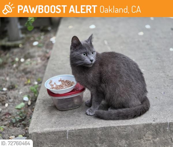 Found/Stray Unknown Cat last seen Seminary and Outlook, Oakland, CA 94605