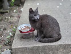 Found/Stray Unknown Cat last seen Seminary and Outlook, Oakland, CA 94605