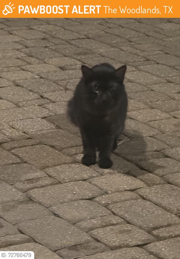 Found/Stray Unknown Cat last seen Player woods sub in The Woodlands , The Woodlands, TX 77382
