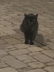 Found/Stray Unknown Cat last seen Player woods sub in The Woodlands , The Woodlands, TX 77382