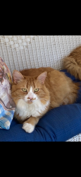 Lost Female Cat last seen San Vicente , Ramona, CA 92065
