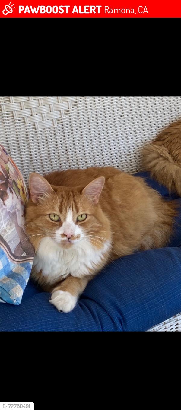 Lost Female Cat last seen San Vicente , Ramona, CA 92065