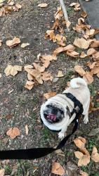 Lost Male Dog last seen Near pugs,  black and brown, San Antonio, TX 78233