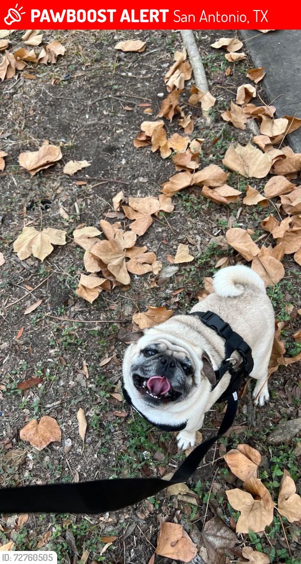 Lost Male Dog last seen Near pugs,  black and brown, San Antonio, TX 78233