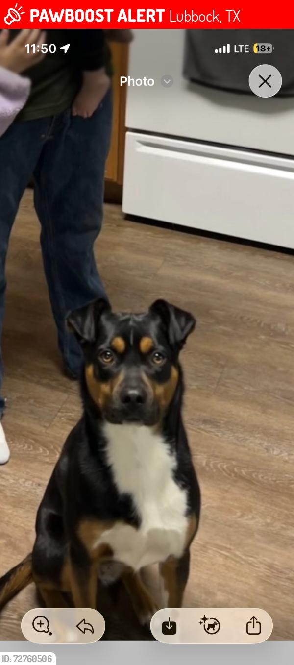 Lost Female Dog last seen Near 100th street , Lubbock, TX 79423