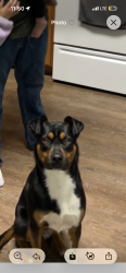 Lost Female Dog last seen Near 100th street , Lubbock, TX 79423