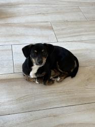 Lost Female Dog last seen Soap Bubble Laundry, Portland, ME 04102