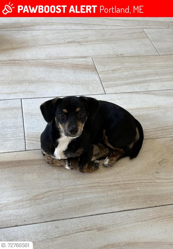 Lost Female Dog last seen Soap Bubble Laundry, Portland, ME 04102