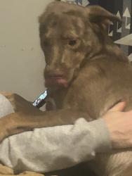 Lost Male Dog last seen Quiktrip a highway planet fitness there’s restaurants nearby about 3or2 I don’t know, Tulsa, OK 74115
