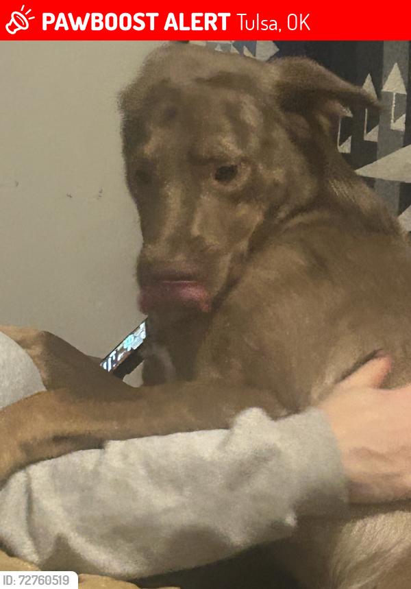 Lost Male Dog last seen Quiktrip a highway planet fitness there’s restaurants nearby about 3or2 I don’t know, Tulsa, OK 74115