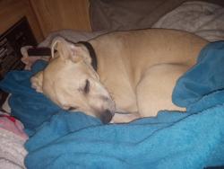 Lost Female Dog last seen Azavedo, moontree, Sacramento, CA 95834