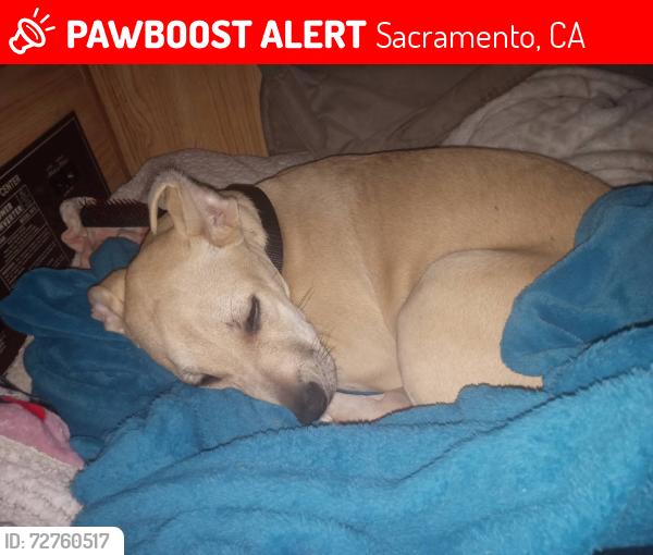 Lost Female Dog last seen Azavedo, moontree, Sacramento, CA 95834