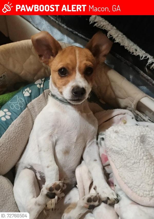 Lost Male Dog last seen emerald park drive and joycliff road, Macon, GA 31211