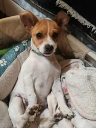 Lost Male Dog last seen emerald park drive and joycliff road, Macon, GA 31211