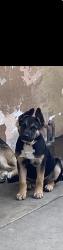 Lost Female Dog last seen Gardendale and Oklahoma, South Gate, CA 90280