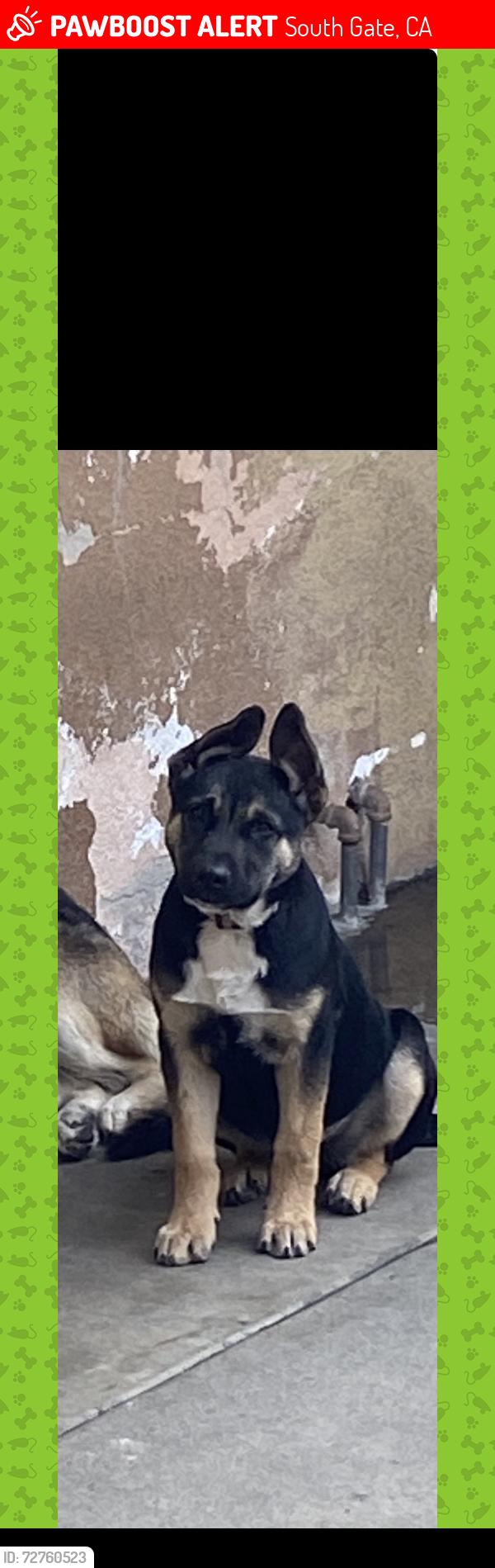 Lost Female Dog last seen Gardendale and Oklahoma, South Gate, CA 90280