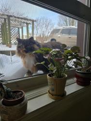 Lost Female Cat last seen Richardson Court, Frankfort, KY 40601