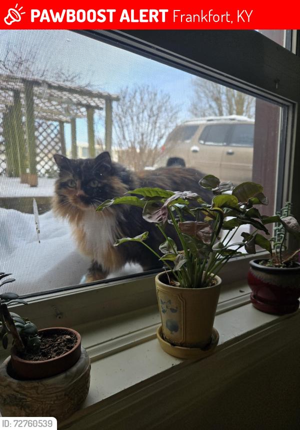 Lost Female Cat last seen Richardson Court, Frankfort, KY 40601