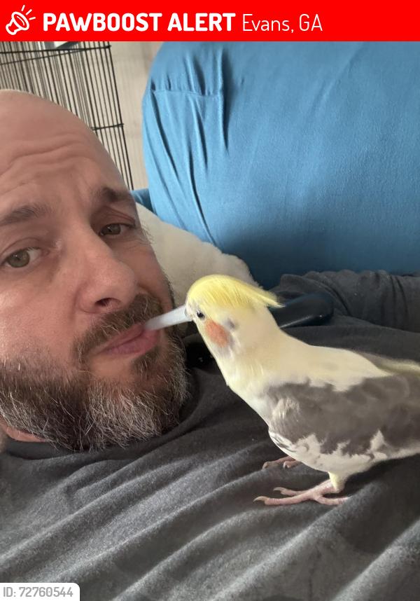 Lost Male Bird last seen N Bel-Air rd, Evans, GA 30809