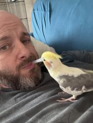 Lost Male Bird last seen N Bel-Air rd, Evans, GA 30809