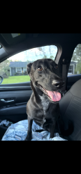 Lost Female Dog last seen S Chickasaw trail, Orlando, FL 32825