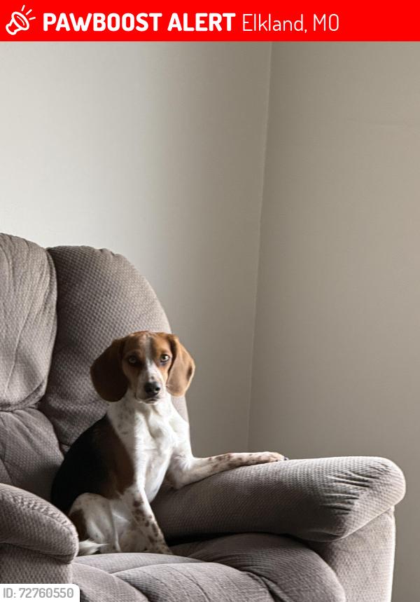 Lost Male Dog last seen Fallen Rock, Elkland, MO 65644