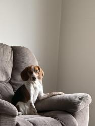 Lost Male Dog last seen Fallen Rock, Elkland, MO 65644