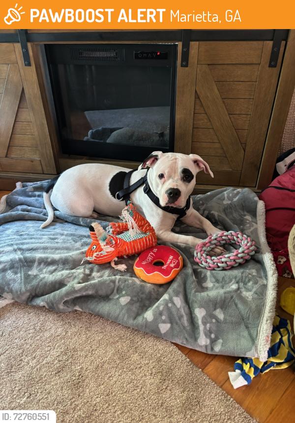 Found/Stray Female Dog last seen Windy Hill Rd and Benson Poole Rd, Marietta, GA 30067