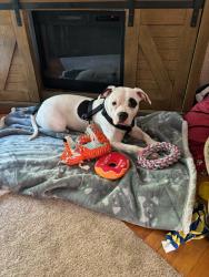 Found/Stray Female Dog last seen Windy Hill Rd and Benson Poole Rd, Marietta, GA 30067