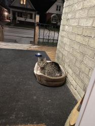Found/Stray Unknown Cat last seen Hackett and Egerton, London, ON N5Z 2G7