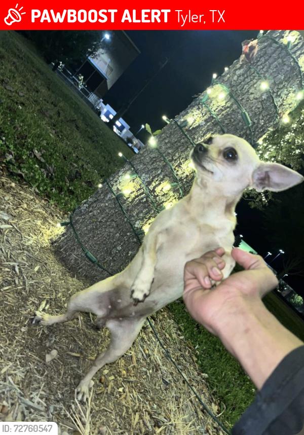 Lost Female Dog last seen near Dominos on W Gentry and downtown!, Tyler, TX 75702