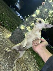 Lost Female Dog last seen near Dominos on W Gentry and downtown!, Tyler, TX 75702