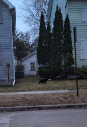 Found/Stray Unknown Cat last seen Cherry St and Roosevelt st, Green Bay, WI 54301