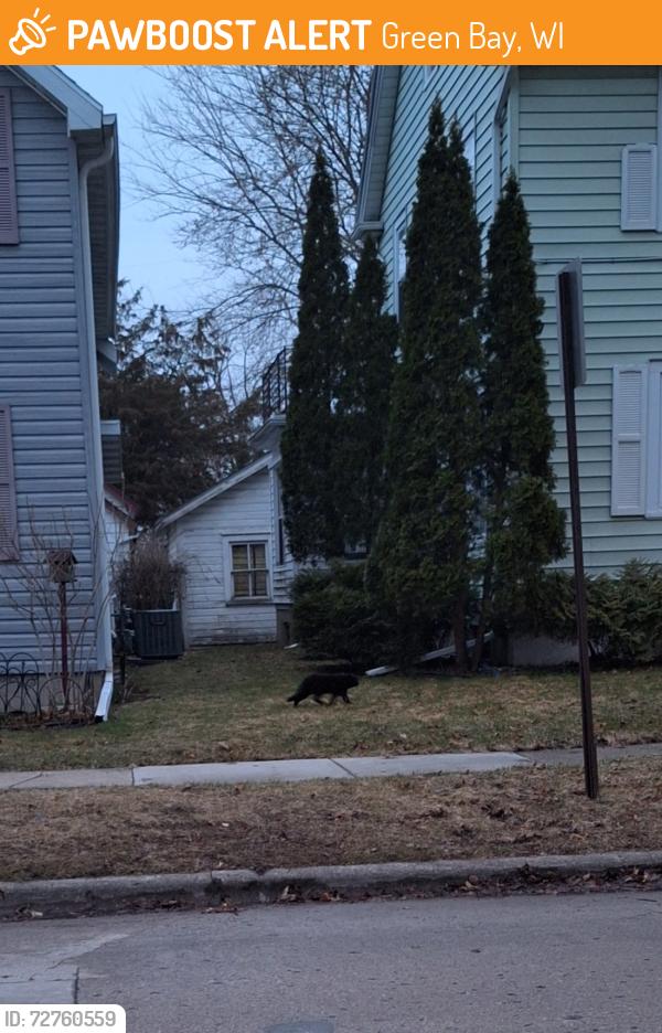 Found/Stray Unknown Cat last seen Cherry St and Roosevelt st, Green Bay, WI 54301