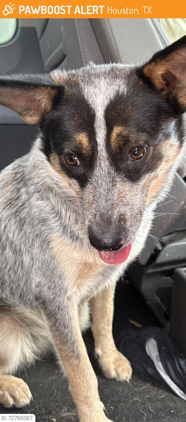 Found/Stray Female Dog last seen Dixie , Houston, TX 77087