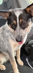 Found/Stray Female Dog last seen Dixie , Houston, TX 77087