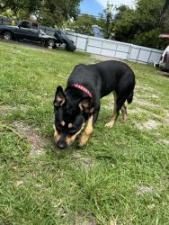 Found/Stray Female Dog last seen North miami, North Miami, FL 33161