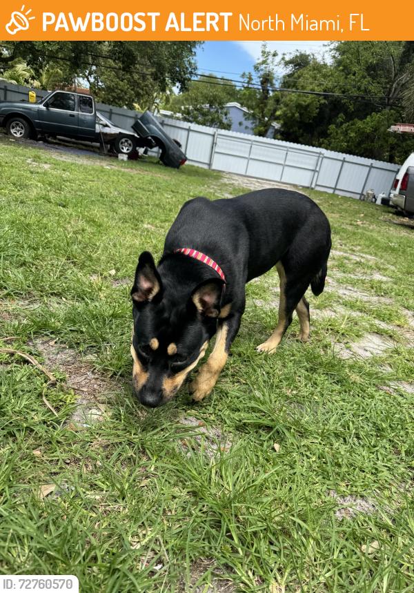 Found/Stray Female Dog last seen North miami, North Miami, FL 33161