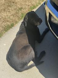 Found/Stray Male Dog last seen Trails Edge Ct, Greenville County, SC 29617